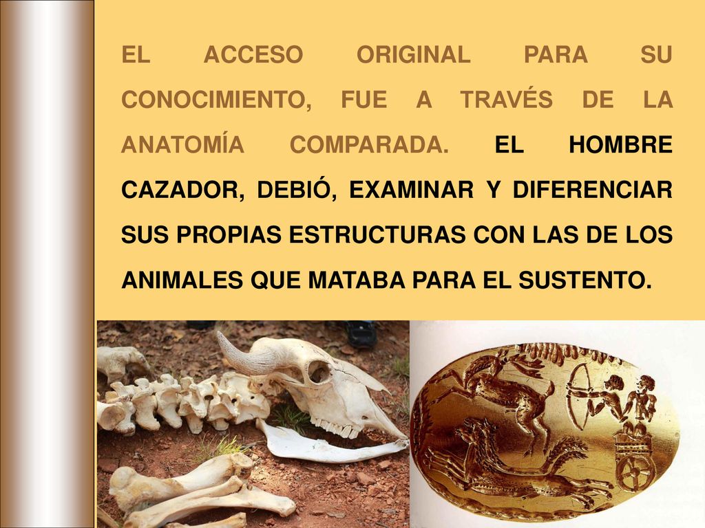 EL ACCESO ORIGINAL PARA SU CONOCIMIENTO, FUE A TRAVÉS DE LA ANATOMÍA COMPARADA.