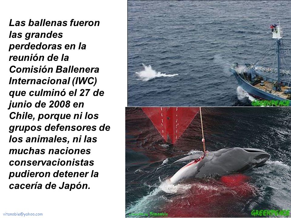 Las ballenas fueron las grandes perdedoras en la reunión de la Comisión Ballenera Internacional (IWC) que culminó el 27 de junio de 2008 en Chile, porque ni los grupos defensores de los animales, ni las muchas naciones conservacionistas pudieron detener la cacería de Japón.