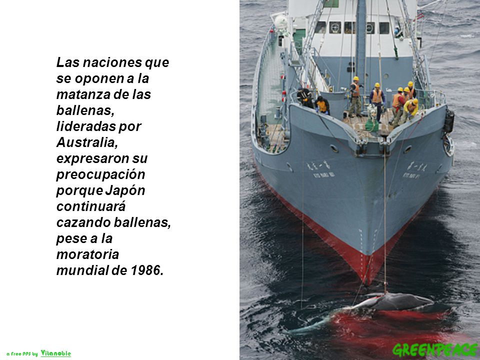 Las naciones que se oponen a la matanza de las ballenas, lideradas por Australia, expresaron su preocupación porque Japón continuará cazando ballenas, pese a la moratoria mundial de 1986.