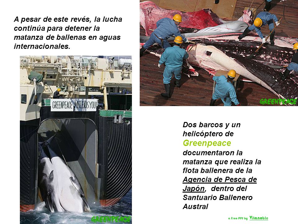 A pesar de este revés, la lucha continúa para detener la matanza de ballenas en aguas internacionales.