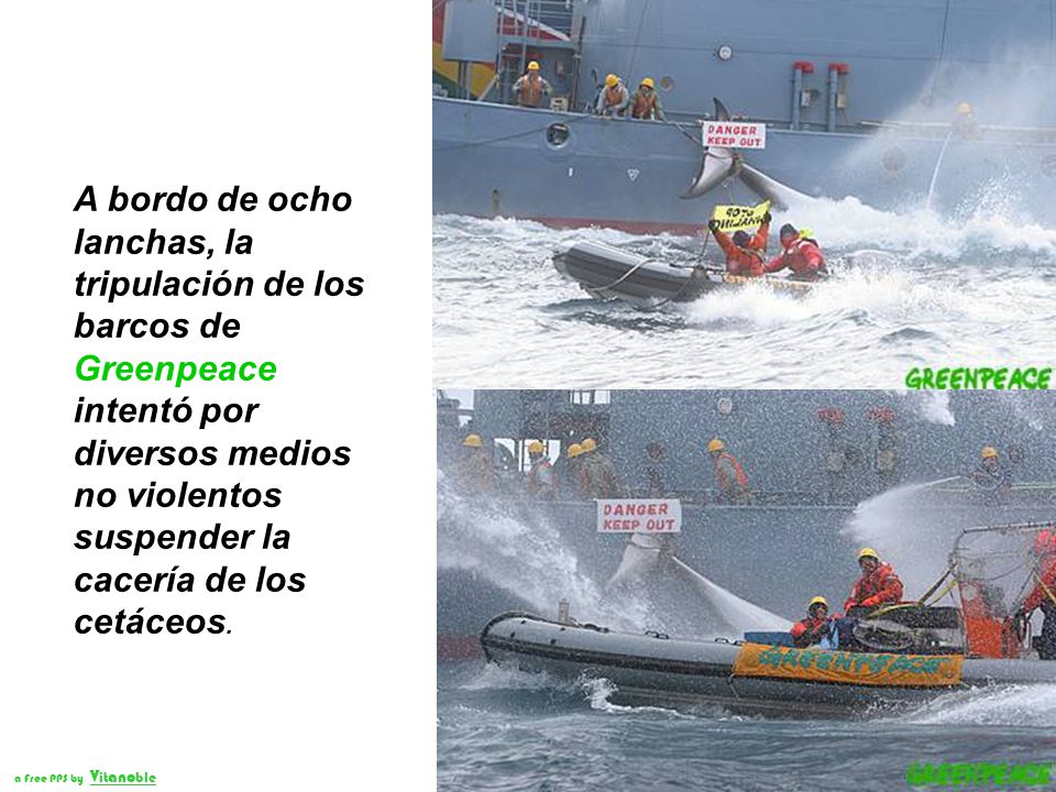 A bordo de ocho lanchas, la tripulación de los barcos de Greenpeace intentó por diversos medios no violentos suspender la cacería de los cetáceos.