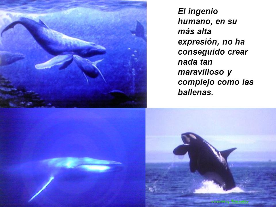 El ingenio humano, en su más alta expresión, no ha conseguido crear nada tan maravilloso y complejo como las ballenas.