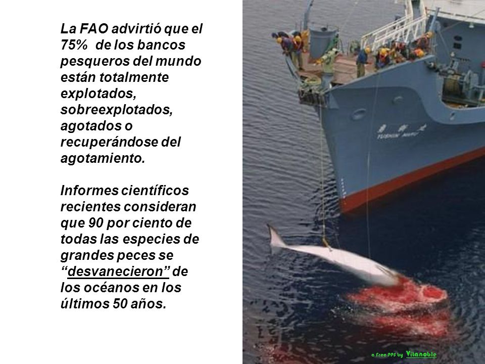 La FAO advirtió que el 75% de los bancos pesqueros del mundo están totalmente explotados, sobreexplotados, agotados o recuperándose del agotamiento.