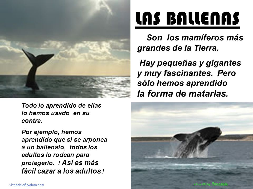 LAS BALLENAS Son los mamíferos más grandes de la Tierra.