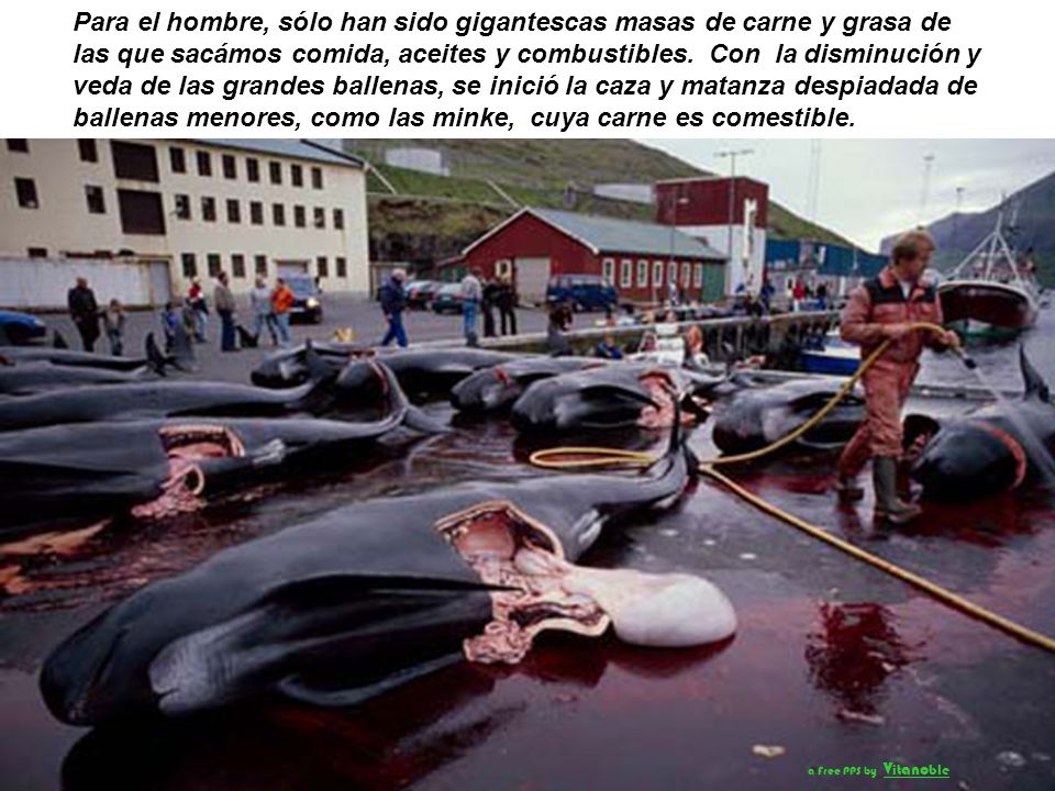 Para el hombre, sólo han sido gigantescas masas de carne y grasa de las que sacámos comida, aceites y combustibles. Con la disminución y veda de las grandes ballenas, se inició la caza y matanza despiadada de ballenas menores, como las minke, cuya carne es comestible.