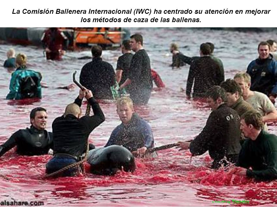 La Comisión Ballenera Internacional (IWC) ha centrado su atención en mejorar los métodos de caza de las ballenas.