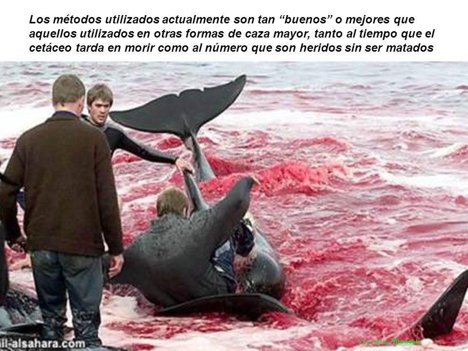 Los métodos utilizados actualmente son tan buenos o mejores que aquellos utilizados en otras formas de caza mayor, tanto al tiempo que el cetáceo tarda en morir como al número que son heridos sin ser matados