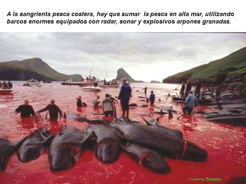 A la sangrienta pesca costera, hay que sumar la pesca en alta mar, utilizando barcos enormes equipados con radar, sonar y explosivos arpones granadas.