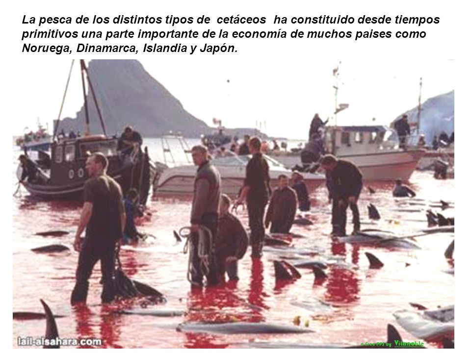 La pesca de los distintos tipos de cetáceos ha constituido desde tiempos primitivos una parte importante de la economía de muchos paises como Noruega, Dinamarca, Islandia y Japón.