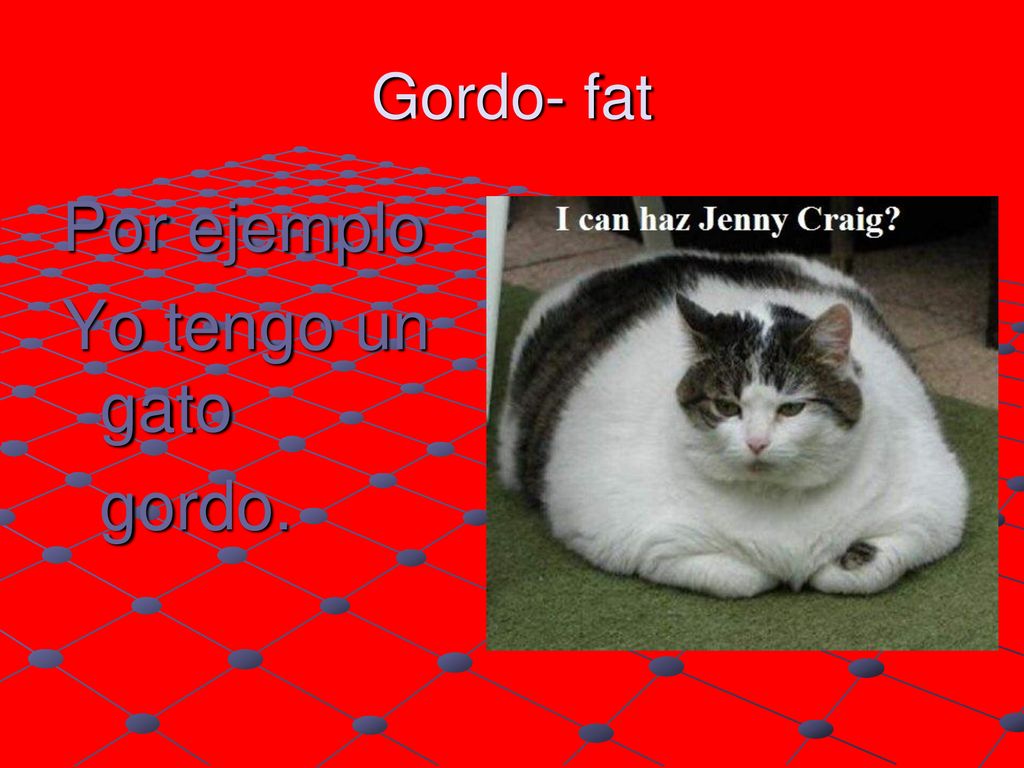 Gordo- fat Por ejemplo Yo tengo un gato gordo.