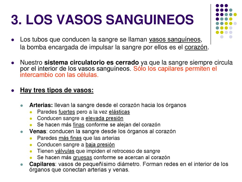 3. LOS VASOS SANGUINEOS Los tubos que conducen la sangre se llaman vasos sanguíneos,
