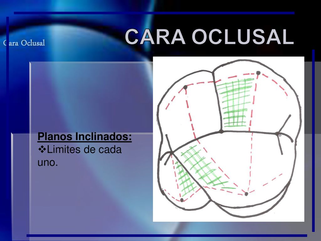 CARA OCLUSAL Cara Oclusal Planos Inclinados: Limites de cada uno.