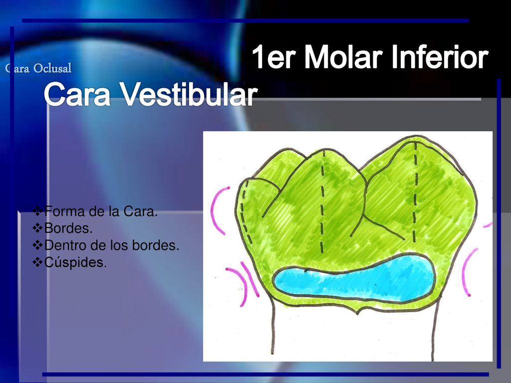 1er Molar Inferior Cara Vestibular Cara Oclusal Forma de la Cara.