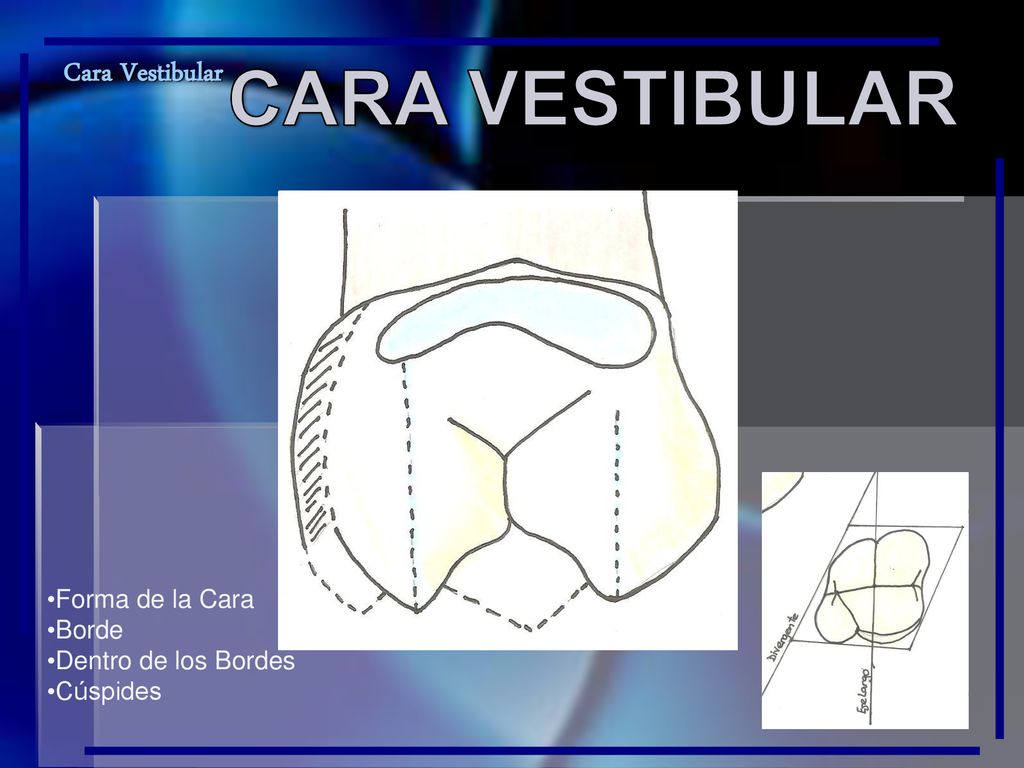 CARA VESTIBULAR Cara Vestibular Cara Palatina Forma de la Cara Borde