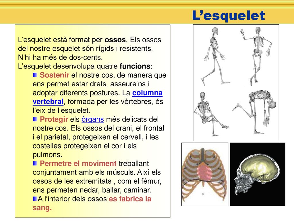 L’esquelet L’esquelet està format per ossos. Els ossos del nostre esquelet són rígids i resistents. N’hi ha més de dos-cents.