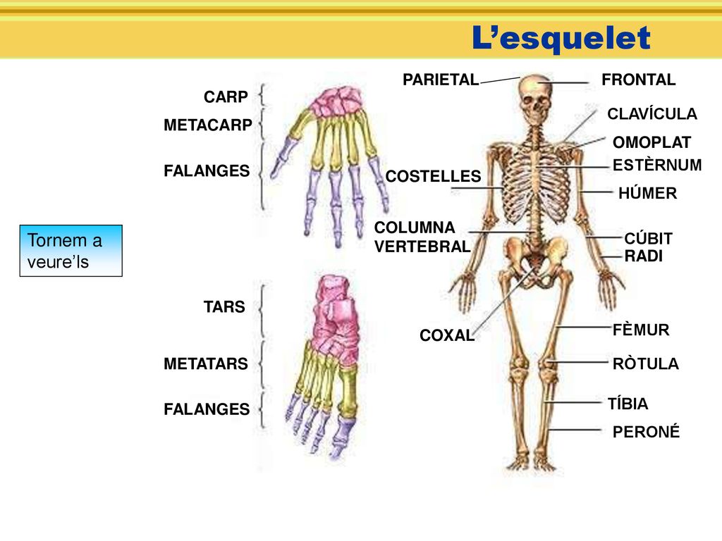 L’esquelet Tornem a veure’ls PARIETAL FRONTAL CARP CLAVÍCULA METACARP
