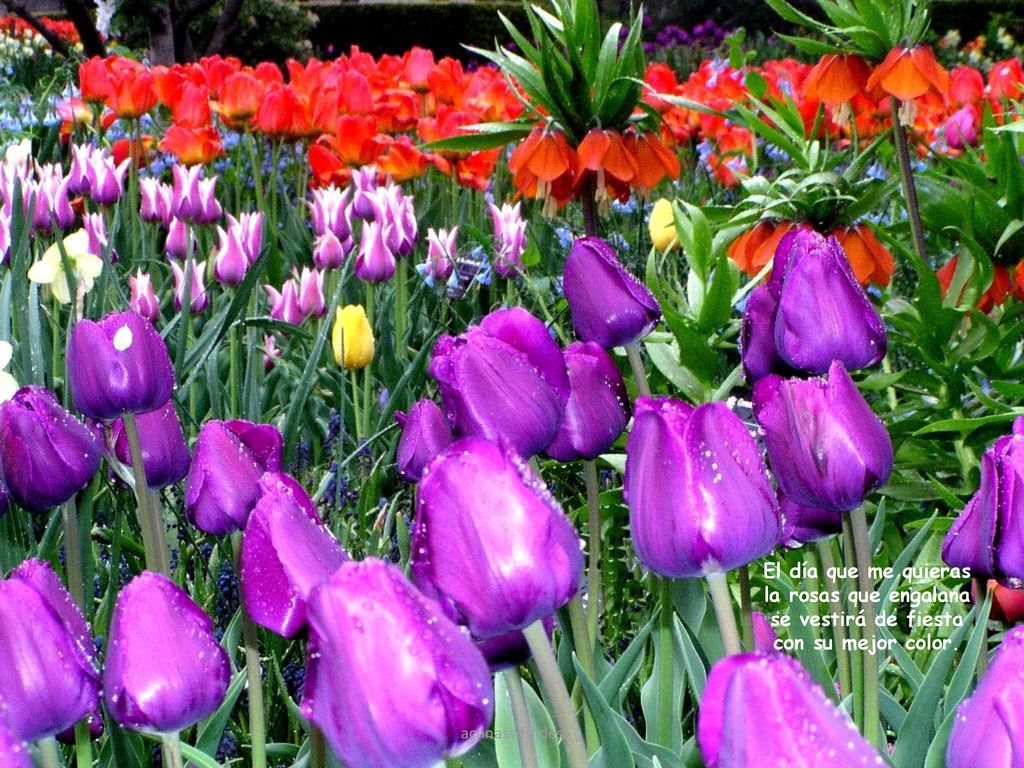 El día que me quieras la rosas que engalana se vestirá de fiesta con su mejor color.
