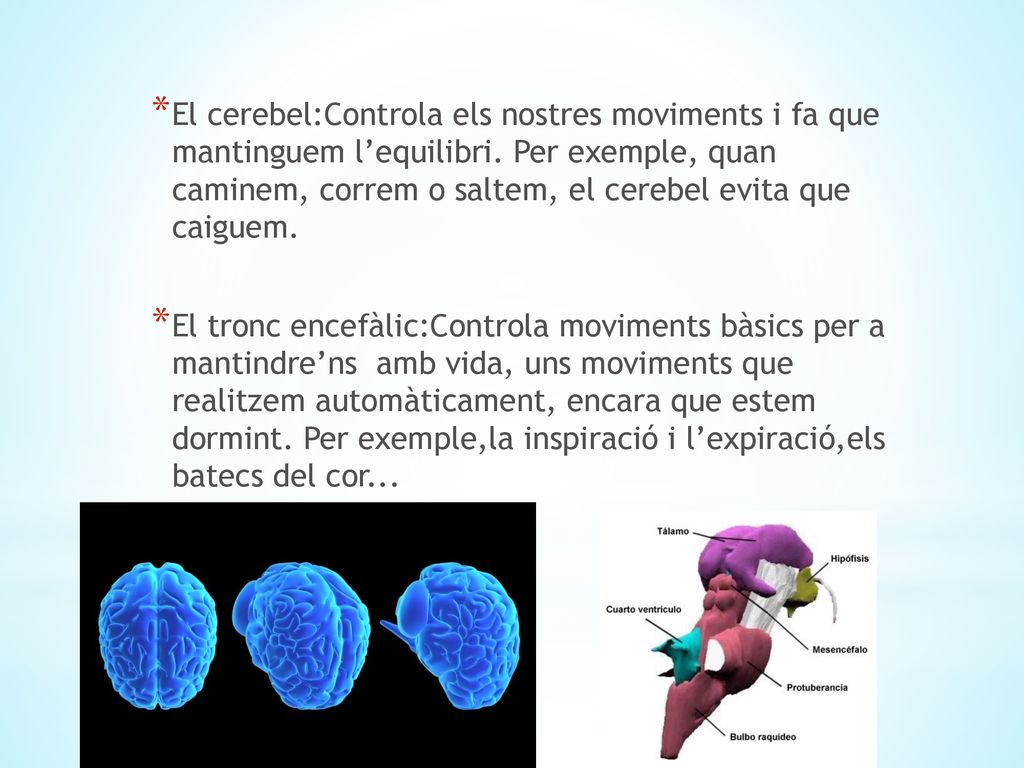 El cerebel:Controla els nostres moviments i fa que mantinguem l’equilibri. Per exemple, quan caminem, correm o saltem, el cerebel evita que caiguem.