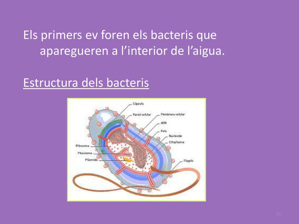 Els primers ev foren els bacteris que aparegueren a l’interior de l’aigua.