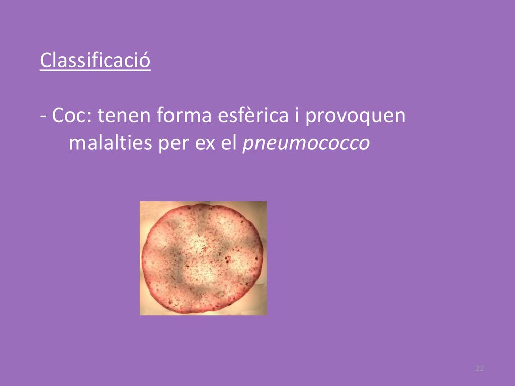 Classificació - Coc: tenen forma esfèrica i provoquen malalties per ex el pneumococco