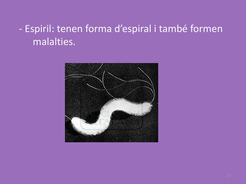 - Espiril: tenen forma d’espiral i també formen malalties.