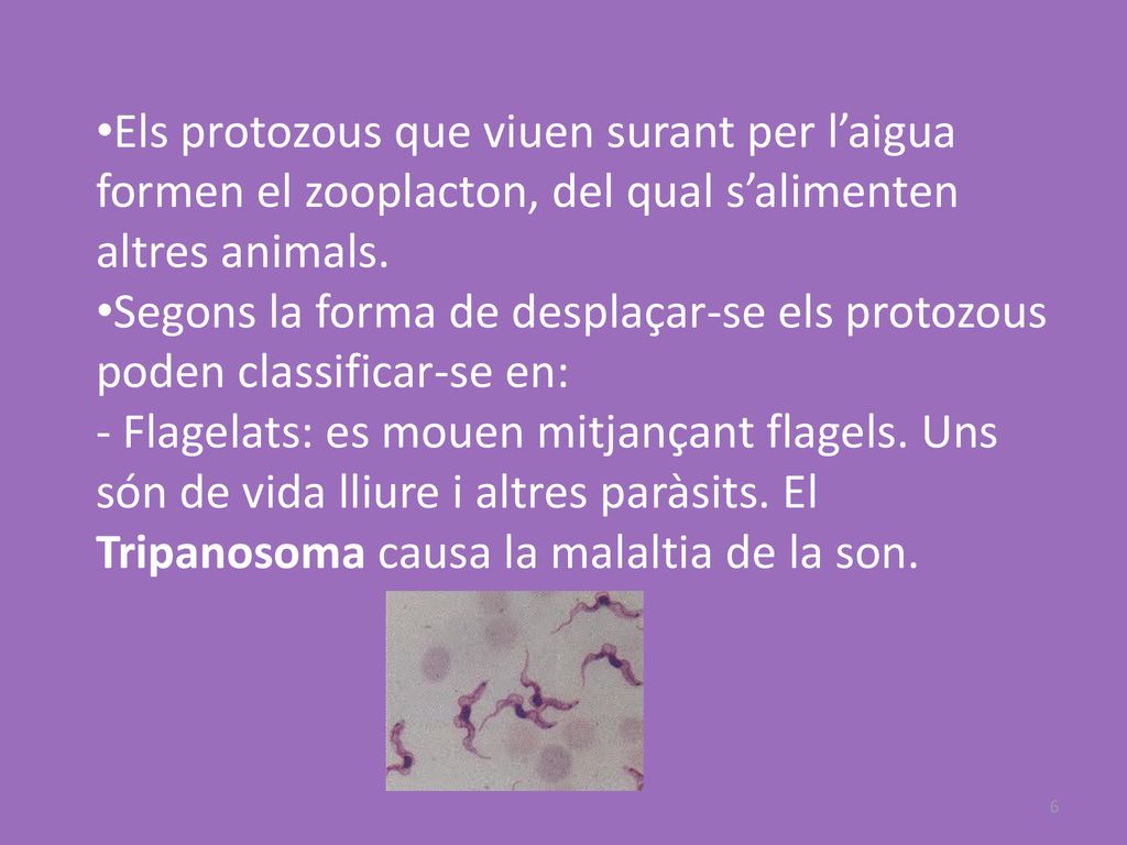 Els protozous que viuen surant per l’aigua formen el zooplacton, del qual s’alimenten altres animals.