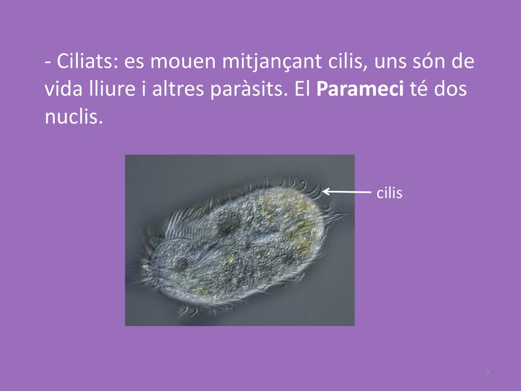- Ciliats: es mouen mitjançant cilis, uns són de vida lliure i altres paràsits. El Parameci té dos nuclis.