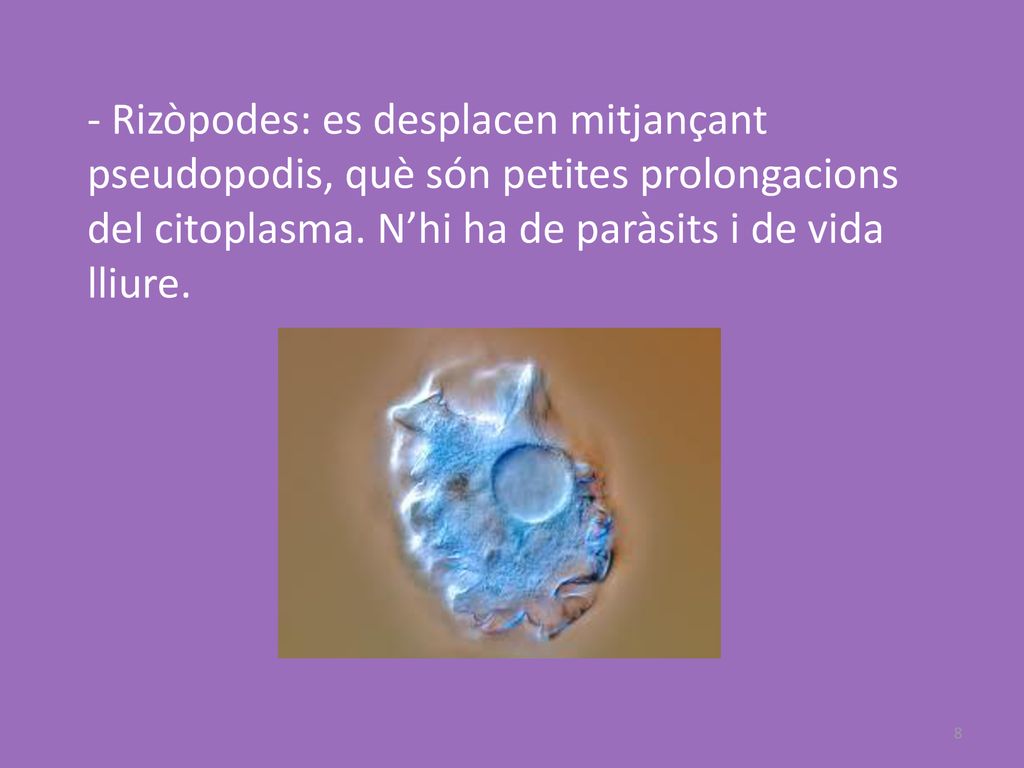 - Rizòpodes: es desplacen mitjançant pseudopodis, què són petites prolongacions del citoplasma.