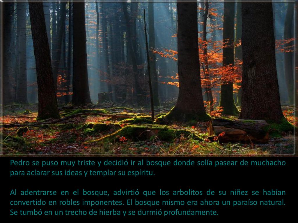 Pedro se puso muy triste y decidió ir al bosque donde solía pasear de muchacho para aclarar sus ideas y templar su espíritu.