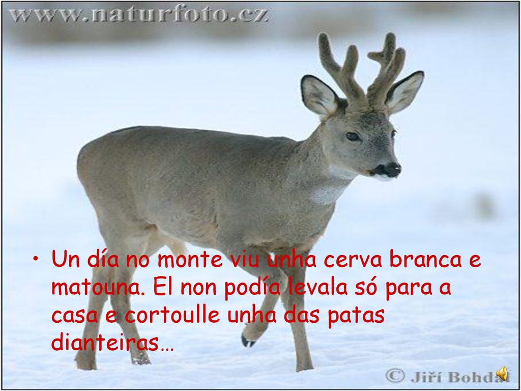 Un día no monte viu unha cerva branca e matouna