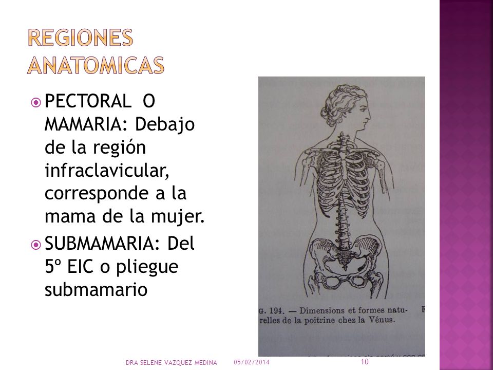 REGIONES ANATOMICAS PECTORAL O MAMARIA: Debajo de la región infraclavicular, corresponde a la mama de la mujer.