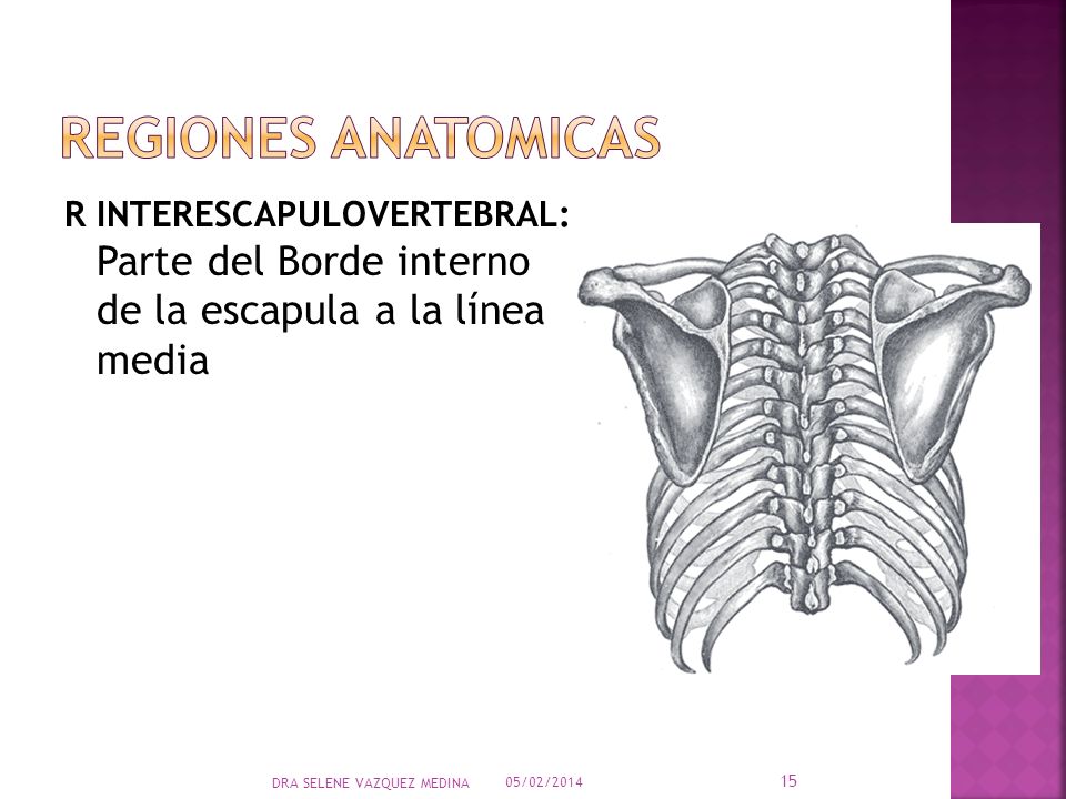 REGIONES ANATOMICAS R INTERESCAPULOVERTEBRAL: Parte del Borde interno de la escapula a la línea media.