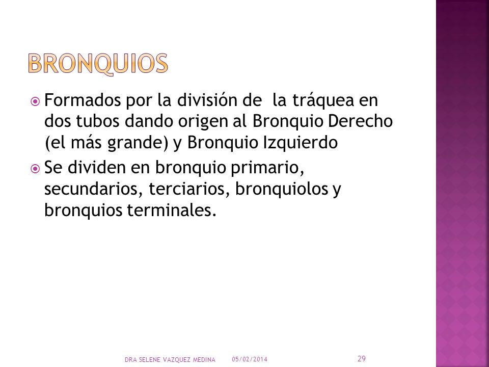 BRONQUIOS Formados por la división de la tráquea en dos tubos dando origen al Bronquio Derecho (el más grande) y Bronquio Izquierdo.