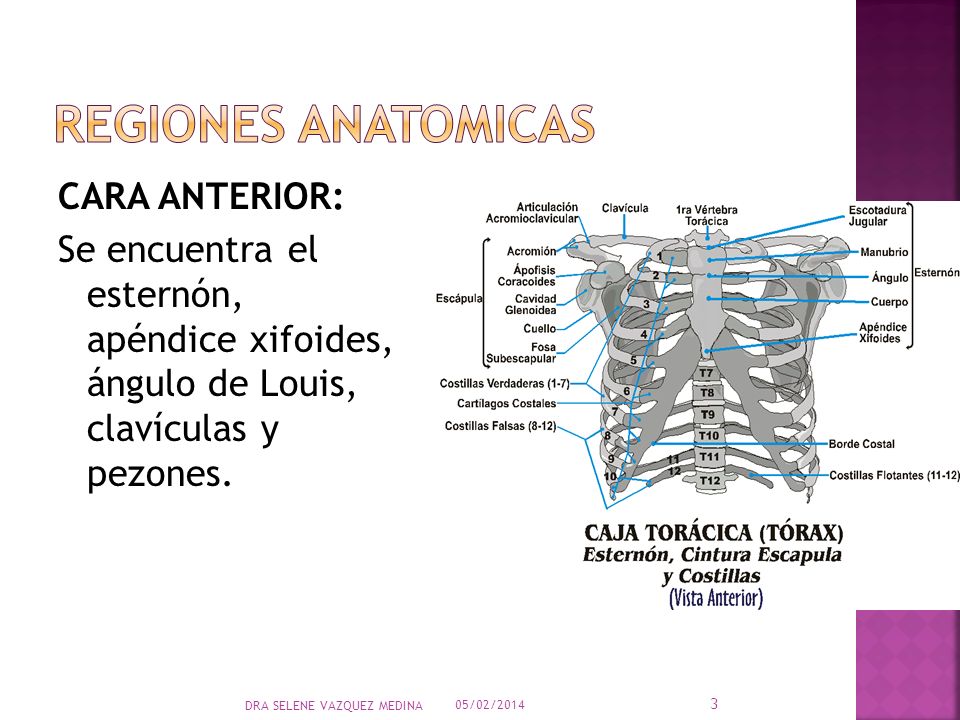 REGIONES ANATOMICAS CARA ANTERIOR: Se encuentra el esternón, apéndice xifoides, ángulo de Louis, clavículas y pezones.