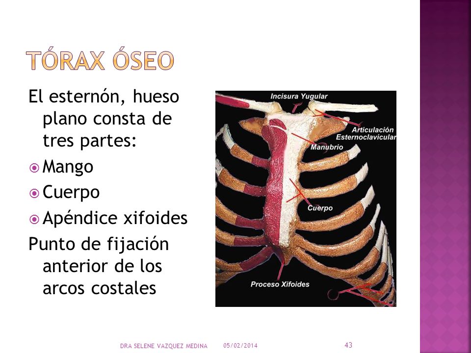 Tórax óseo El esternón, hueso plano consta de tres partes: Mango