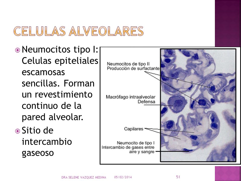 Celulas alveolares Neumocitos tipo I: Celulas epiteliales escamosas sencillas. Forman un revestimiento continuo de la pared alveolar.