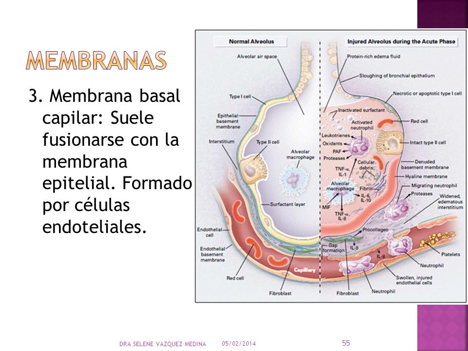 membranas 3. Membrana basal capilar: Suele fusionarse con la membrana epitelial. Formado por células endoteliales.