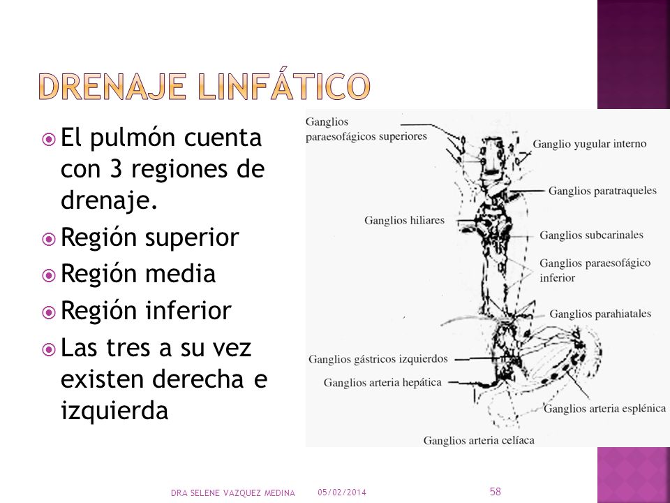 Drenaje linfático El pulmón cuenta con 3 regiones de drenaje.
