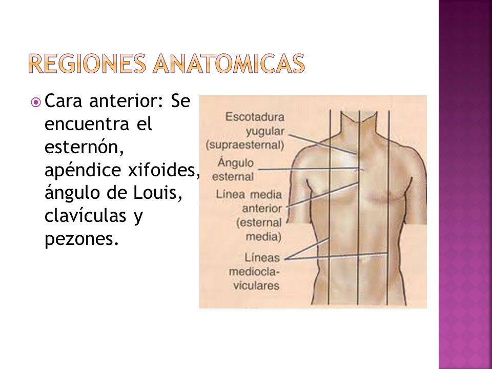 REGIONES ANATOMICAS Cara anterior: Se encuentra el esternón, apéndice xifoides, ángulo de Louis, clavículas y pezones.