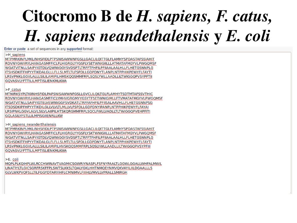 Citocromo B de H. sapiens, F. catus, H. sapiens neandethalensis y E