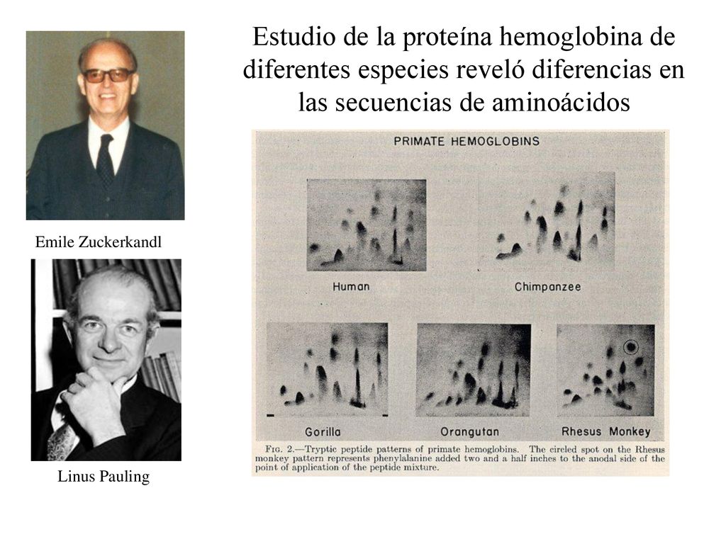 Estudio de la proteína hemoglobina de diferentes especies reveló diferencias en las secuencias de aminoácidos