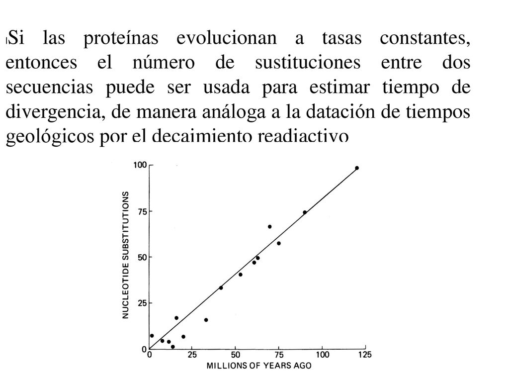 Si las proteínas evolucionan a tasas constantes, entonces el número de sustituciones entre dos secuencias puede ser usada para estimar tiempo de divergencia, de manera análoga a la datación de tiempos geológicos por el decaimiento readiactivo