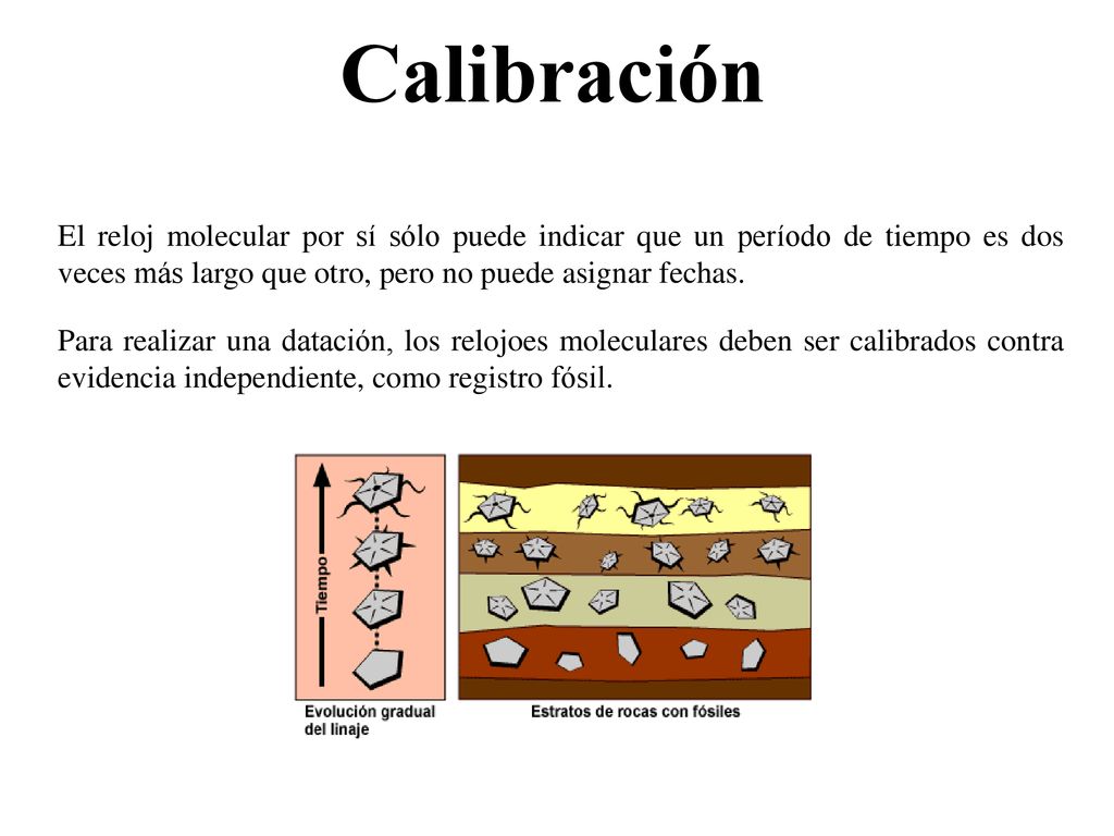 Calibración El reloj molecular por sí sólo puede indicar que un período de tiempo es dos veces más largo que otro, pero no puede asignar fechas.