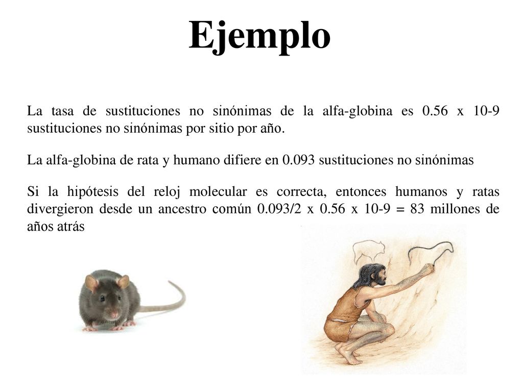 Ejemplo La tasa de sustituciones no sinónimas de la alfa-globina es 0.56 x 10-9 sustituciones no sinónimas por sitio por año.