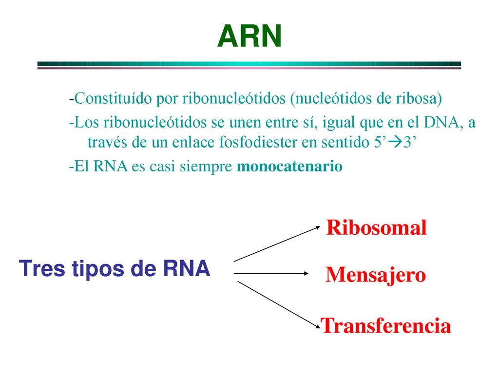 ARN Ribosomal Tres tipos de RNA Mensajero Transferencia
