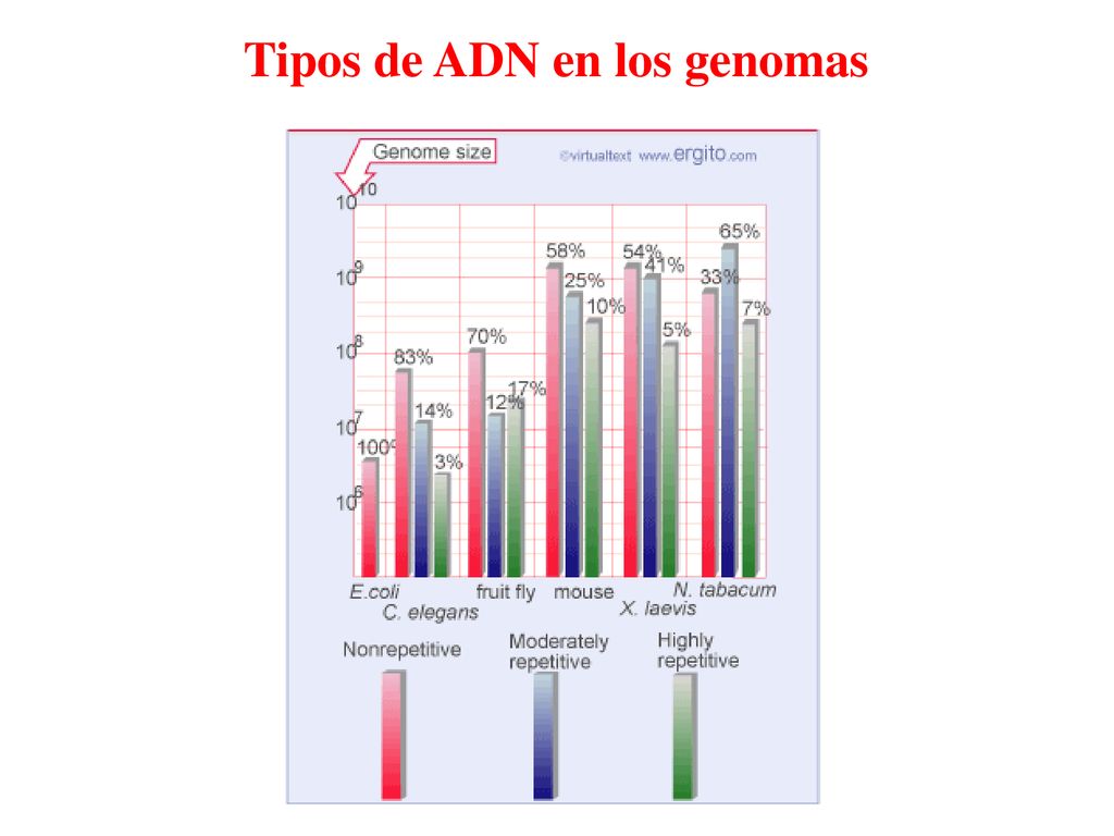 Tipos de ADN en los genomas