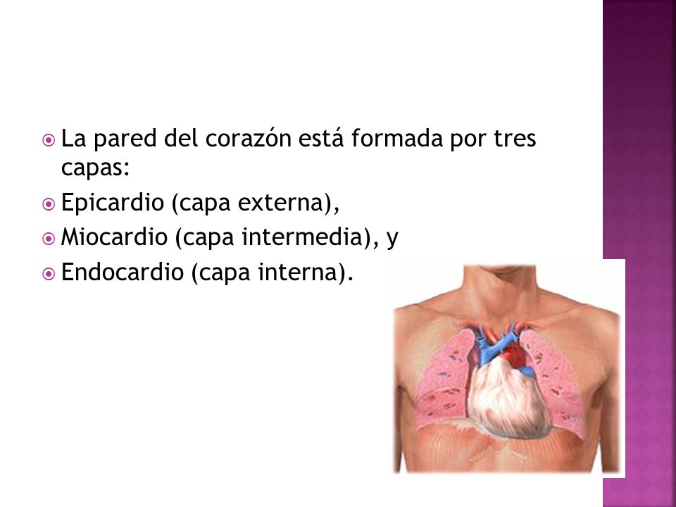 La pared del corazón está formada por tres capas: