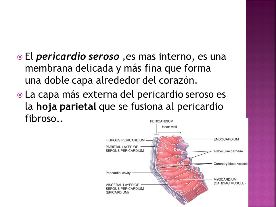 El pericardio seroso ,es mas interno, es una membrana delicada y más fina que forma una doble capa alrededor del corazón.