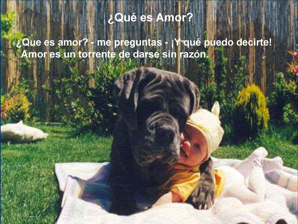 ¿Qué es Amor ¿Que es amor - me preguntas - ¡Y qué puedo decirte!