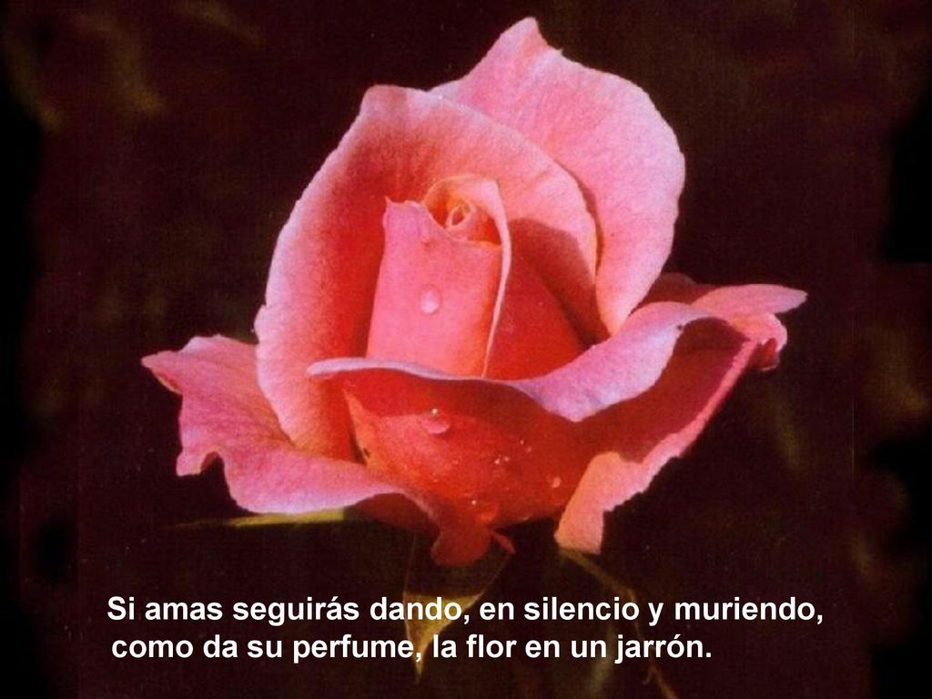 como da su perfume, la flor en un jarrón.